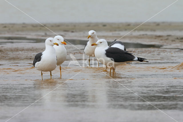 Kleine Mantelmeeuw (Larus fuscus)