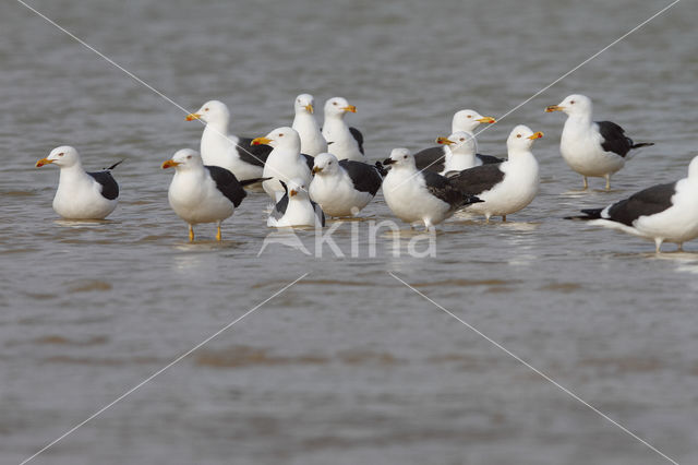 Kleine Mantelmeeuw (Larus fuscus)