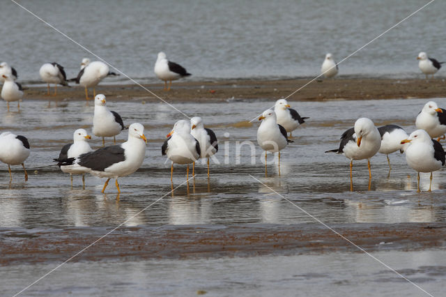 Kleine Mantelmeeuw (Larus fuscus)