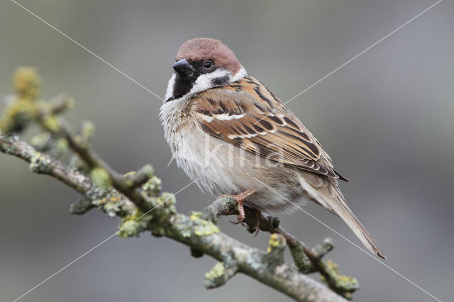 Eurasian Tree Sparrow (Passer montanus)