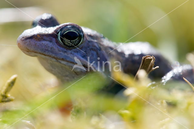 Heikikker (Rana arvalis)