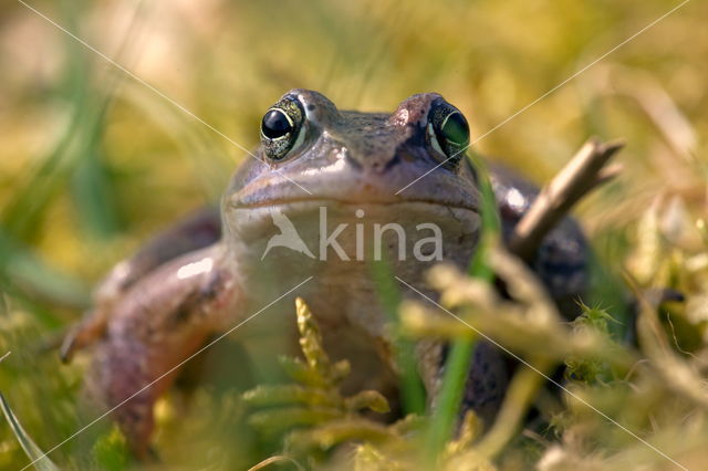 Moor Frog (Rana arvalis)