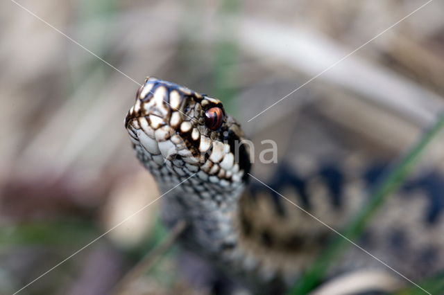 Common Viper (Vipera berus)