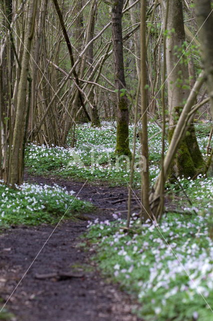 Bosanemoon (Anemone nemorosa)