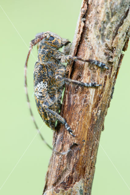 Grijze Schorsboktor (Mesosa nebulosa)