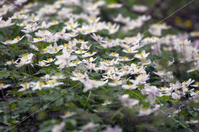 Bosanemoon (Anemone nemorosa)