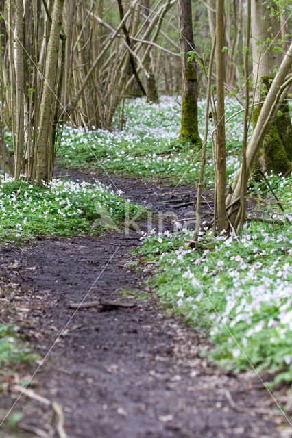 Bosanemoon (Anemone nemorosa)