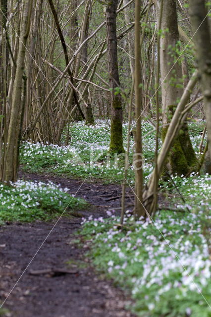 Bosanemoon (Anemone nemorosa)