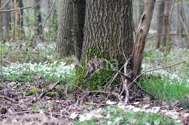 Bosanemoon (Anemone nemorosa)