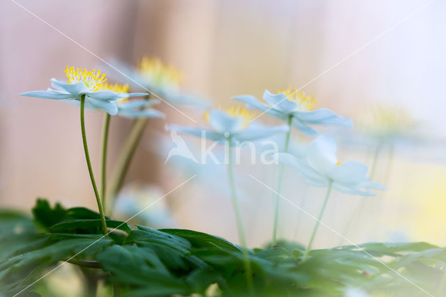 Bosanemoon (Anemone nemorosa)