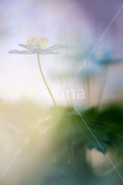 Wood Anemone (Anemone nemorosa)