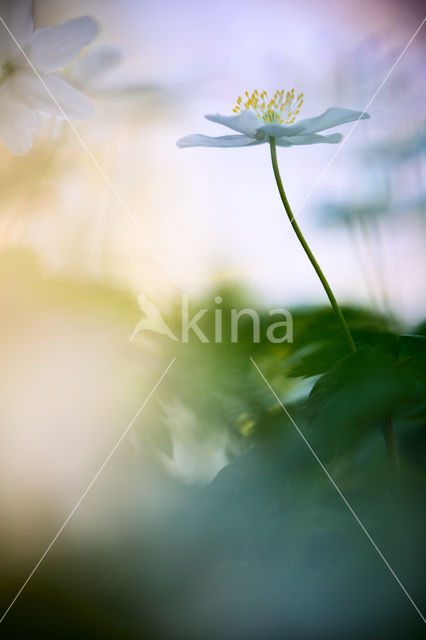 Bosanemoon (Anemone nemorosa)