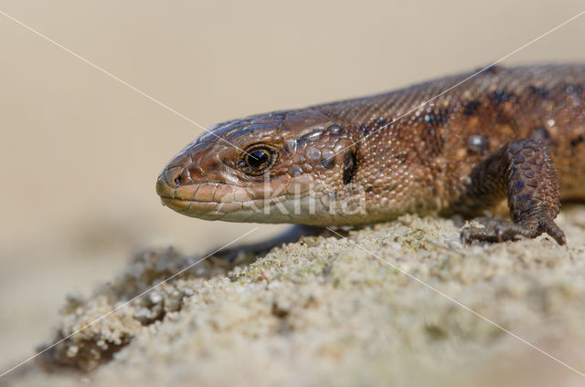 Levendbarende hagedis (Zootoca vivipara)