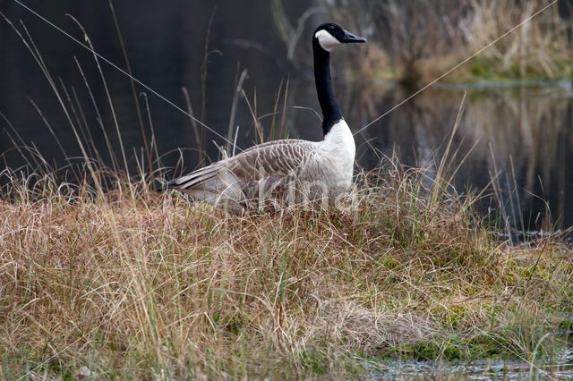 Canadese Gans (Branta canadensis)