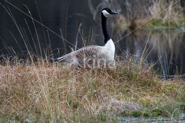 Canada Goose (Branta canadensis)