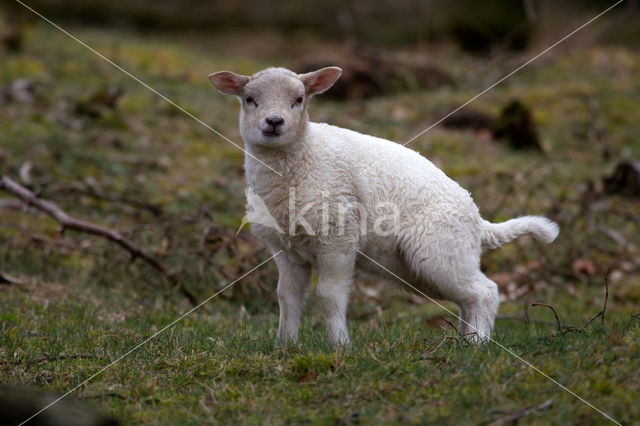 sheep (Ovis domesticus)