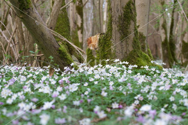 Bosanemoon (Anemone nemorosa)