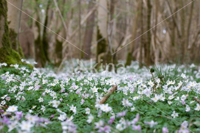 Wood Anemone (Anemone nemorosa)