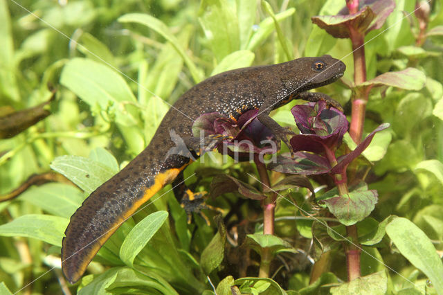 Kamsalamander (Triturus cristatus)