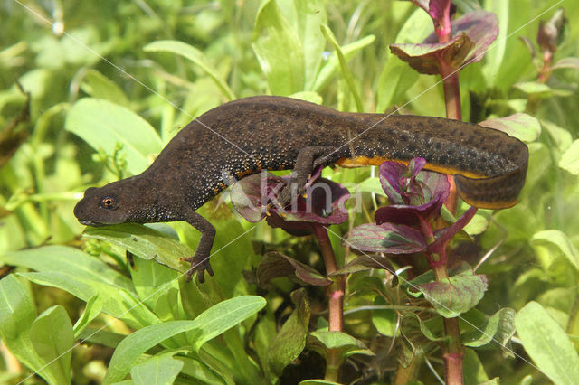 Kamsalamander (Triturus cristatus)