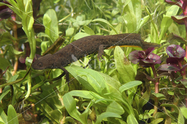 Kamsalamander (Triturus cristatus)