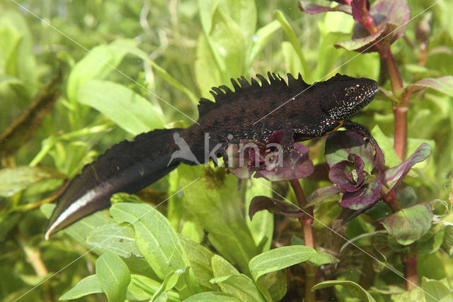 Great Crested Newt