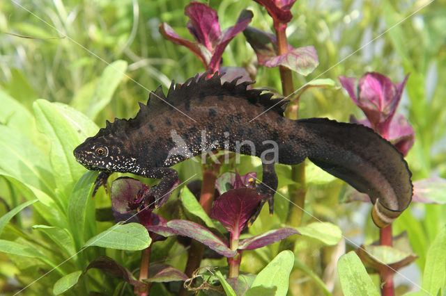 Kamsalamander (Triturus cristatus)