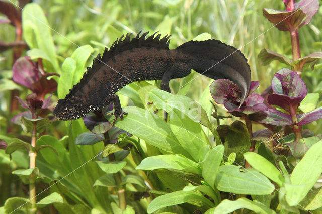 Kamsalamander (Triturus cristatus)