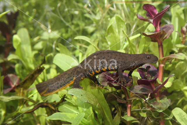 Kamsalamander (Triturus cristatus)