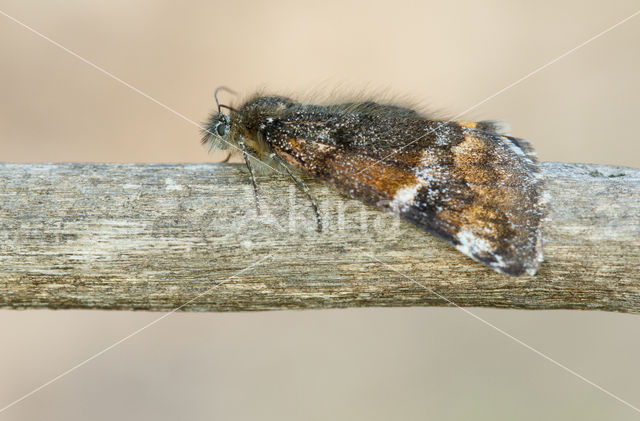 Oranje berkenspanner (Archiearis parthenias)