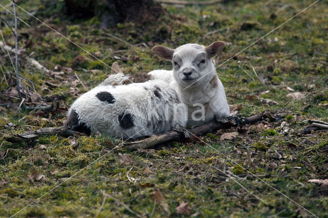 Drents heideschaap (Ovis domesticus)