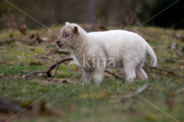 Drents heideschaap (Ovis domesticus)