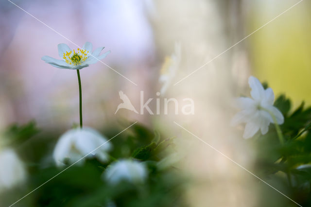 Bosanemoon (Anemone nemorosa)