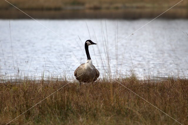 Canada Goose (Branta canadensis)