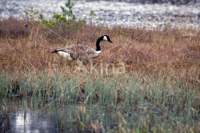 Canada Goose (Branta canadensis)