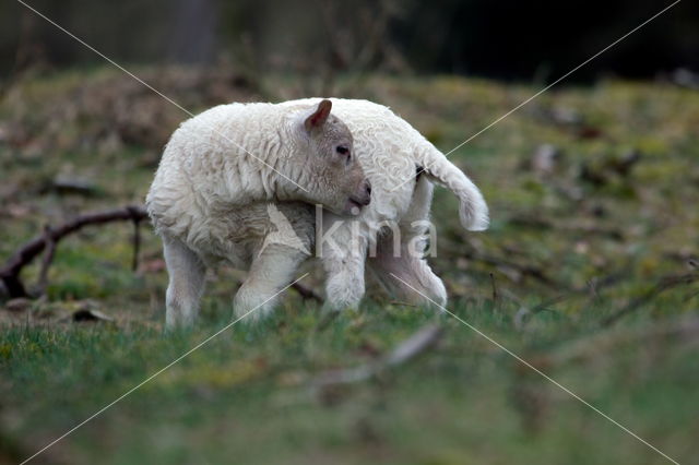 Drents heideschaap (Ovis domesticus)