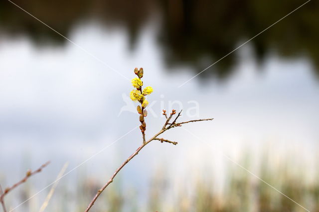 Nationaal Park Dwingelderveld