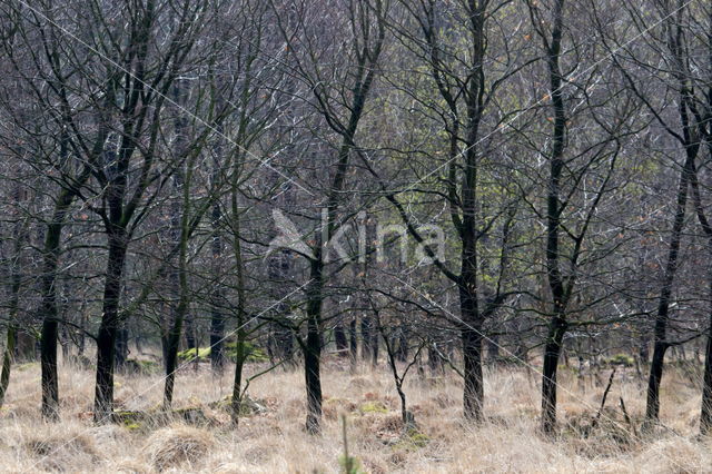 Nationaal Park Dwingelderveld