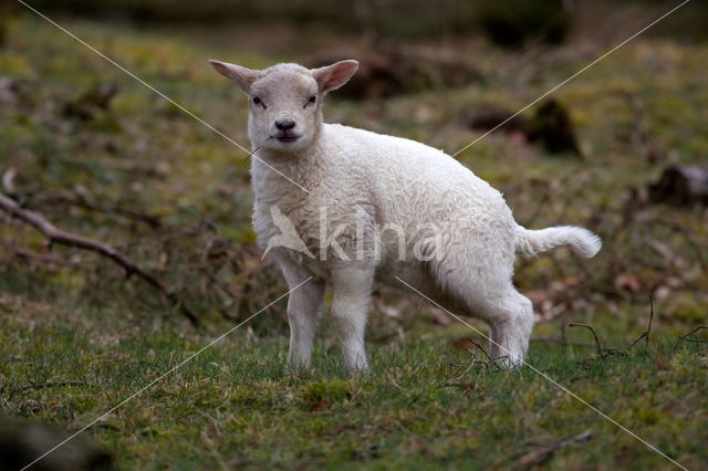 Drents heideschaap (Ovis domesticus)