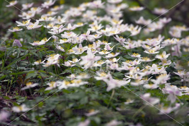 Bosanemoon (Anemone nemorosa)