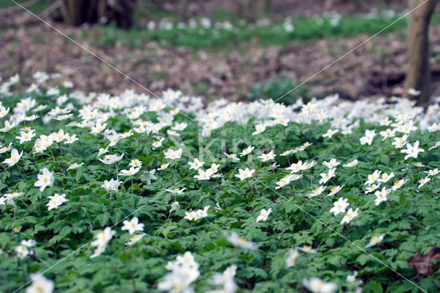 Bosanemoon (Anemone nemorosa)