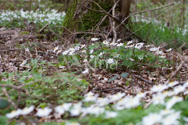 Wood Anemone (Anemone nemorosa)