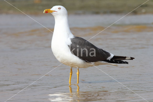 Kleine Mantelmeeuw (Larus fuscus)