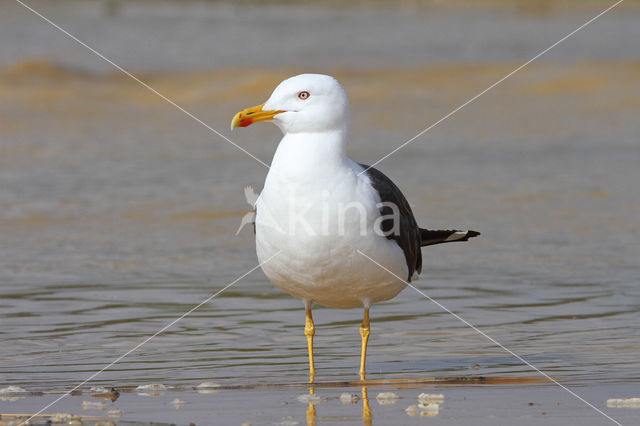 Lesser Black-backed Gull (Larus fuscus)