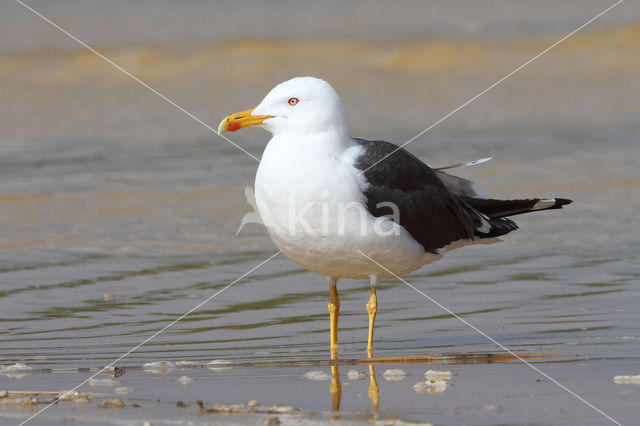 Kleine Mantelmeeuw (Larus fuscus)