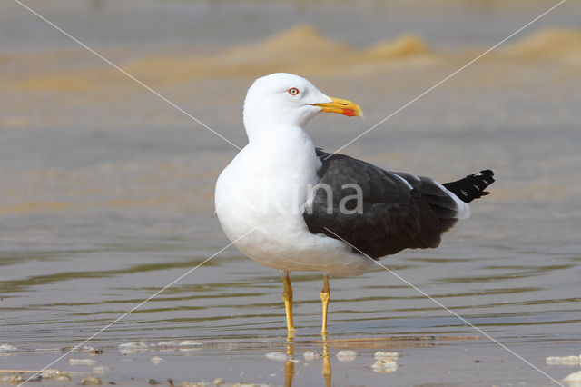 Kleine Mantelmeeuw (Larus fuscus)