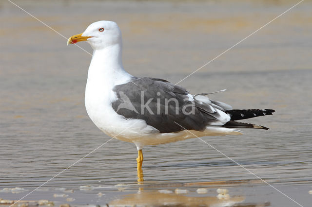 Kleine Mantelmeeuw (Larus fuscus)