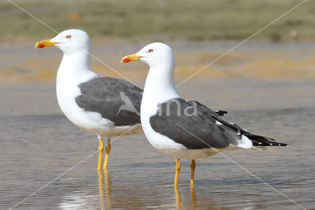 Kleine Mantelmeeuw (Larus fuscus)