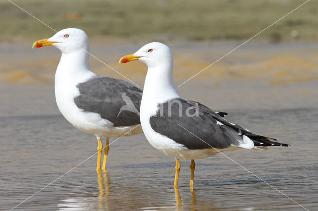 Lesser Black-backed Gull (Larus fuscus)