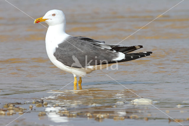 Kleine Mantelmeeuw (Larus fuscus)